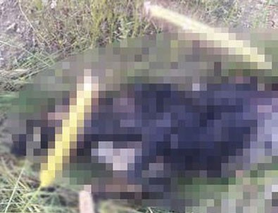 Çankaya'da insanlıktan utandıran olay Çankaya'da insanlıktan utandıran olay