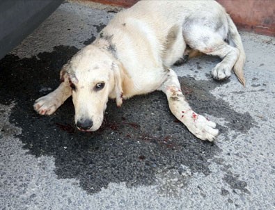Hatay'da köpeğe şiddet dehşeti Hatay'da köpeğe şiddet dehşeti