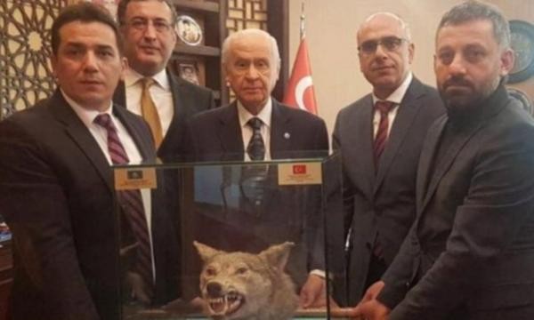 Bahçeliye doğum gününde kurt kafası hediyesi Bahçeliye doğum gününde kurt kafası hediyesi