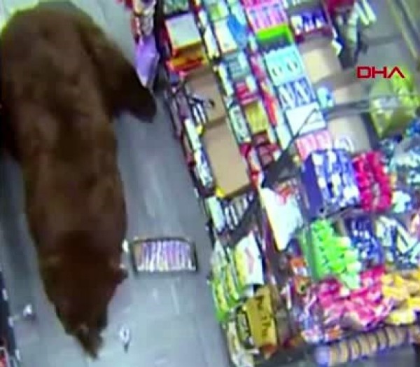 ABD'de ayı, süpermarkete girerek çikolata yedi.