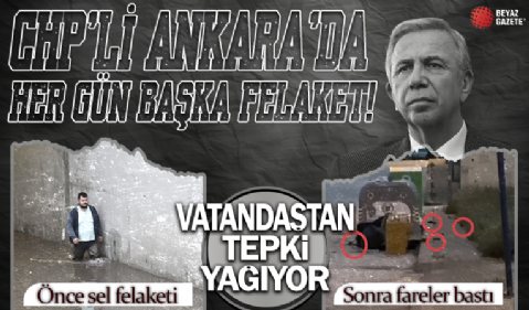 Ankara’yı şimdi de fareler bastı! Vatandaştan tepki yağdı: “CHP pişmanlıktır!”