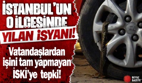 İstanbul’un o ilçesinde yılan isyanı: Çok büyüktü korkuyoruz!