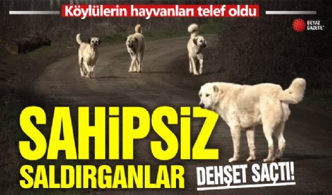 Adıyaman'da sokak köpekleri köylülerin hayvanlarına saldırdı