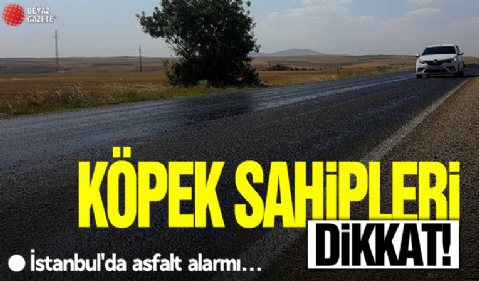 Köpek sahipleri dikkat: İstanbul'da asfalt alarmı! Sakın yürütmeyin...