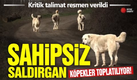İstanbul Valiliği'nden sokak köpeği açıklaması: İvedilikle toplanmalı