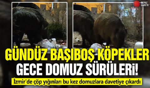 Gündüz başıboş köpekler, gece domuz sürüleri! İzmir'de çöp yığınları bu kez domuzlara davetiye çıkardı