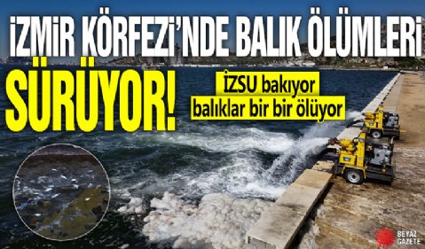 İzmir Körfezi'nde balık ölümleri sürüyor! İZSU bakıyor balıklar bir bir ölüyor