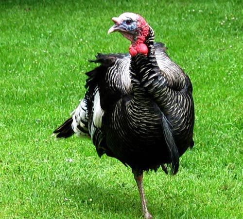 Hindi yiyecekler okusun!