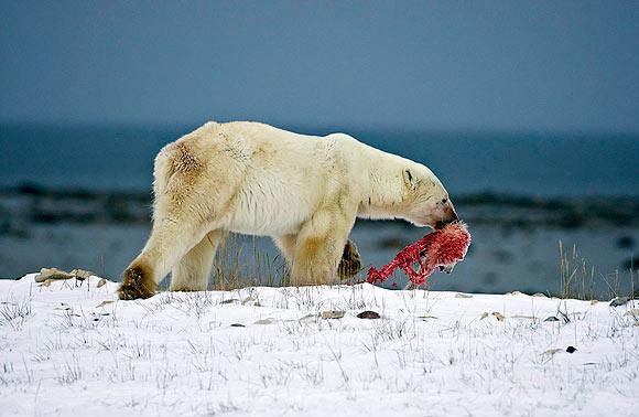Kutup ayıları birbirlerini yemeye başladı