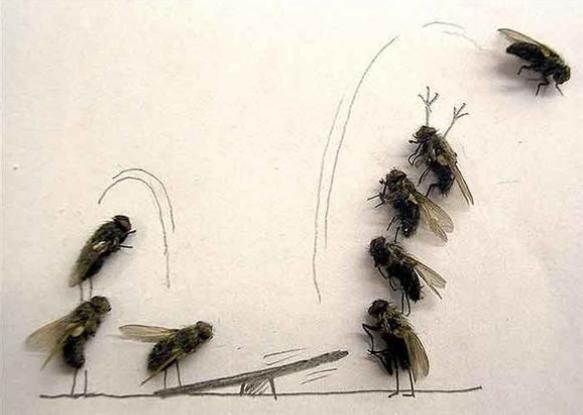 Ölü sineklerle yapılan ilginç sanat