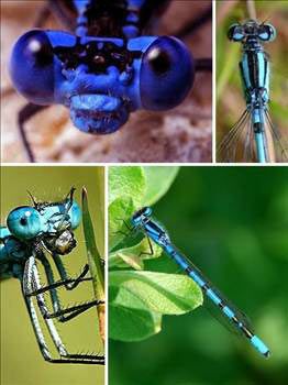 Mavi canlılar