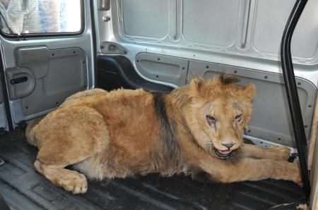 Sultan aslan şaşırttı