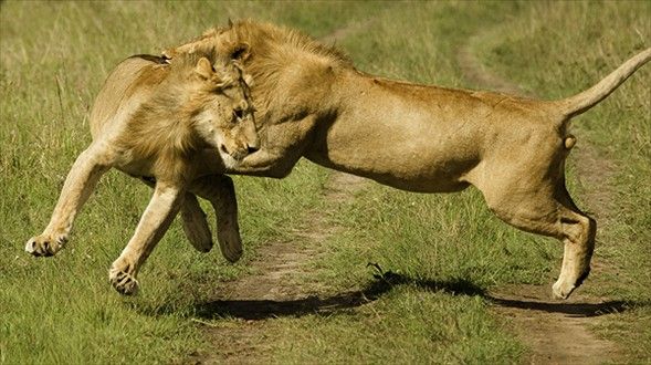 Aslanların birbirleriyle kavgaları