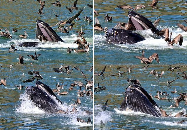 kaliforniya - Pelikanların Mucizevi Kaçışı
