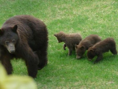 Arabaya Geri Dönünce Şoke Oldu