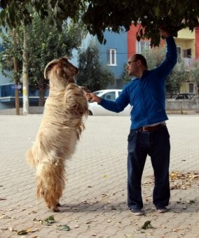 Yurttan Kurban Bayramı Manzaraları