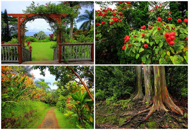 Maui Bahçeleri