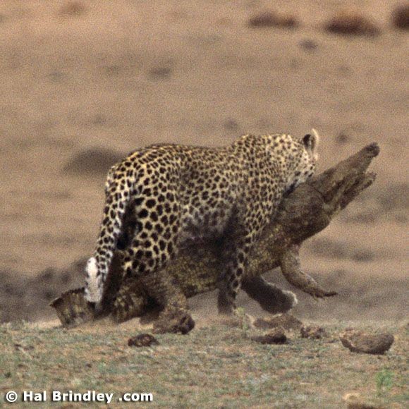 Leopar Timsaha Acımadı