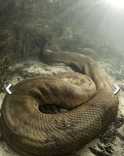 Dev anakondayı böyle görüntüledi