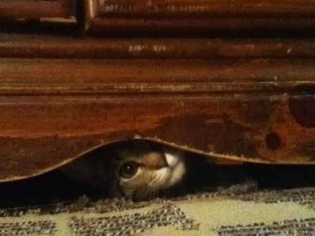 Hayvanlar Aleminin En Sinsileri