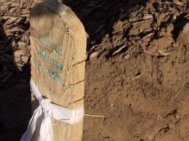 Mezarlıkta Korkunç Görüntüler Oluşmaya Başladı