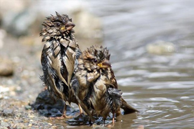 Vahşi Yaşam Görüntülendi...