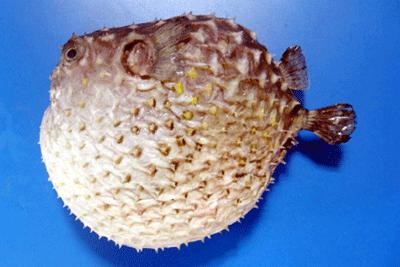 Akdenizde 4 yeni balık türü tespit edildi