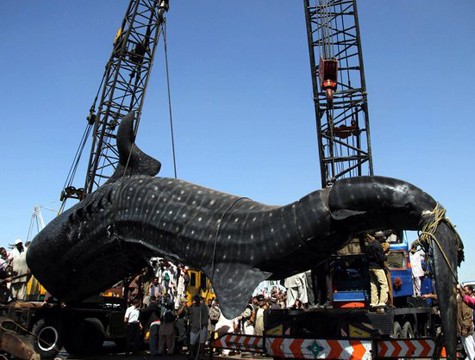 Dev Balık 5 Vinçle Zor Kaldırıldı