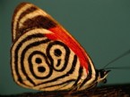 yansima - Doğanın Desenleri: Kelebekler