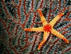 yansima - Doğanın Desenleri: Deniz Yıldızları