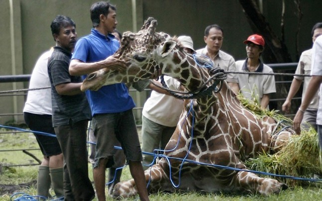 Endonezya'nın Kâbus Gibi Hayvanat Bahçesi
