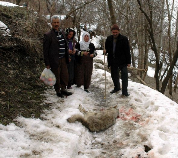 30 dakika boğuştuğu kurdu boğarak öldürdü