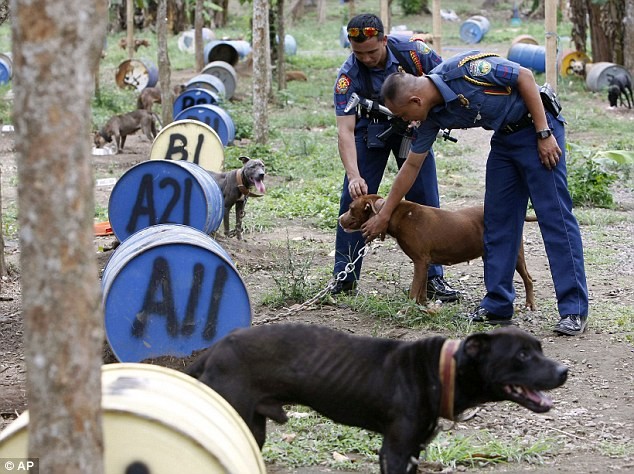İşte Dövüş Kulübünden Kurtarılan Pitbull Cinsi Köpekler