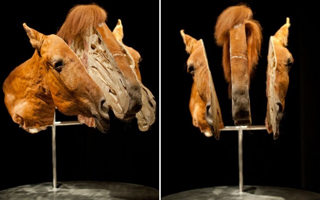 Enine Boyuna Hayvan: Doğal Tarih Müzesin'den Plastine Edilmiş Örnekler