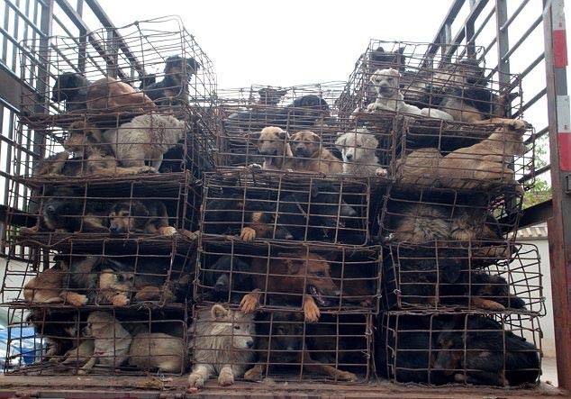 Köpek Katliamı Son Anda Önlendi