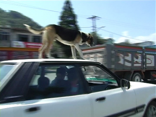 Otomobilin Üzerinde Seyahat Eden Köpek Şaşırttı