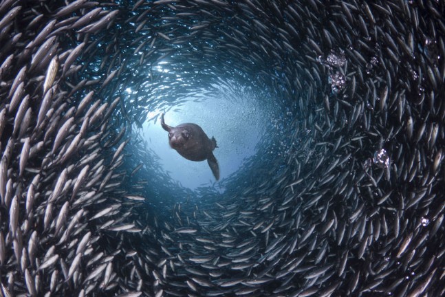 Dünya Okyanuslarındaki Yaşamın Sualtı Fotoğrafları