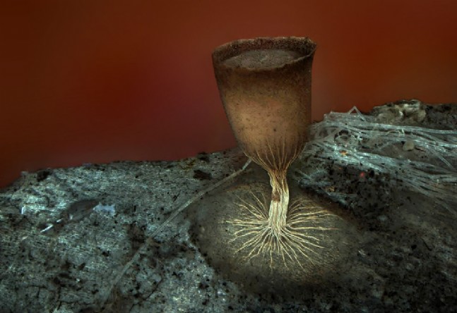 Mikroskobik Canlıların Sıra Dışı Görüntüleri