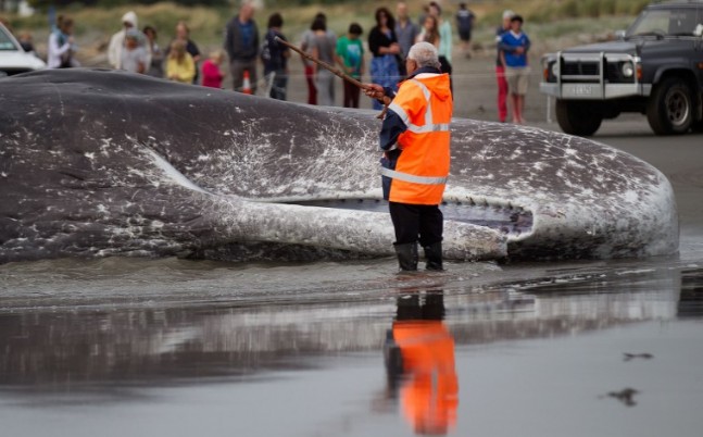45 tonluk dev kıyıya vurdu