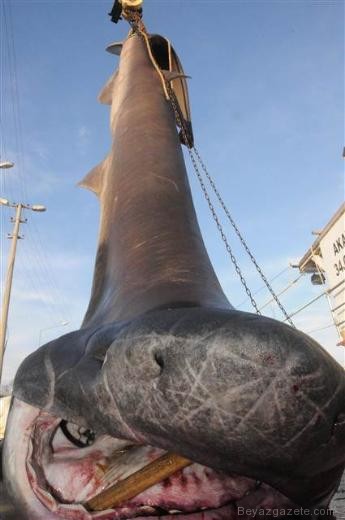 Yalova'da Dev Köpek Balığı!