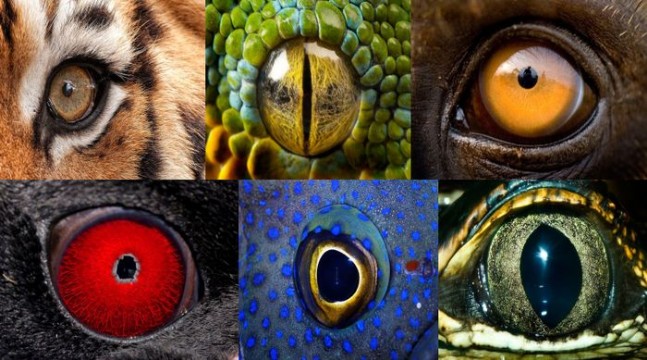 Hayvanların Gözleri