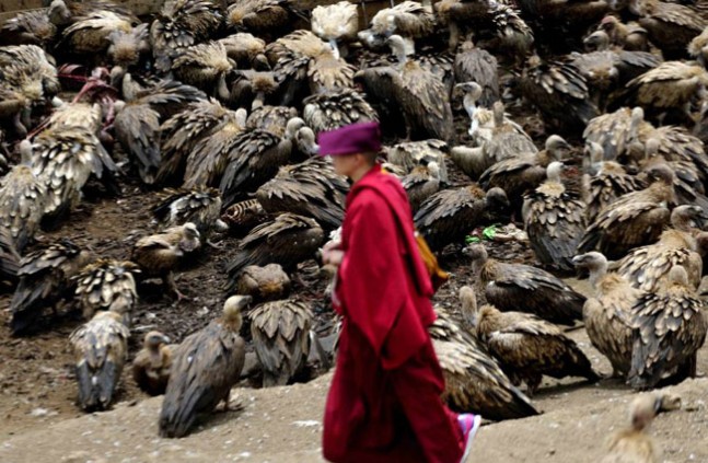 mogolistan - Ölülerini Akbabalara Yediriyorlar