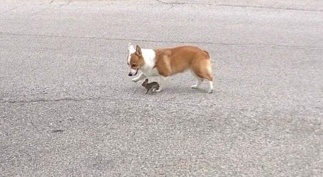 Böyle Dostluk Görülmedi!