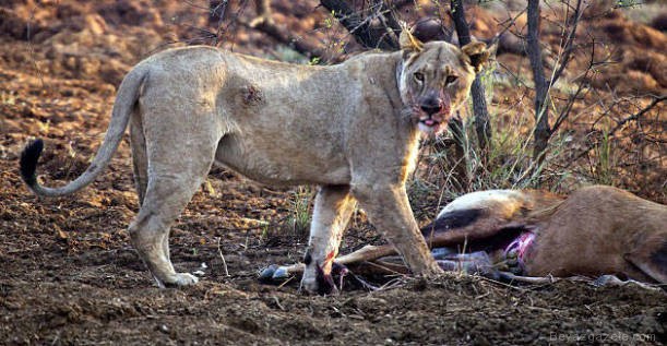 Avının Hamile Olduğunu Görünce...