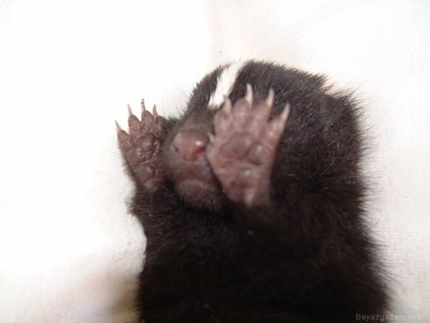 Güldüren Utangaç Hayvanlar