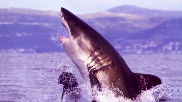 Mavi Suların Uçan Köpekbalıkları