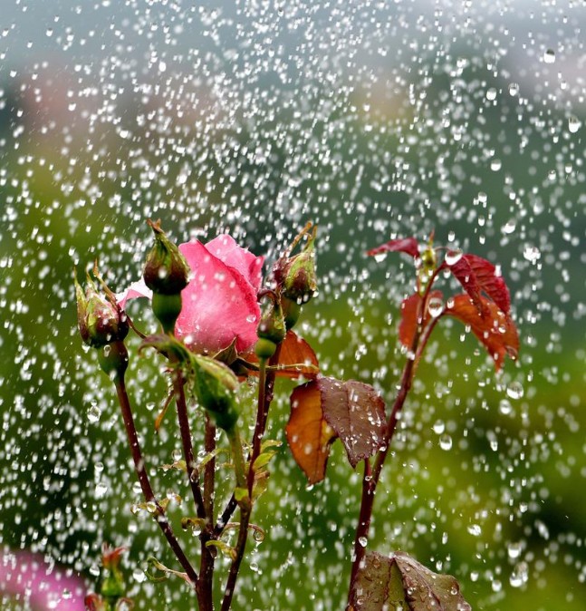 Trabzon'da görsel şölen