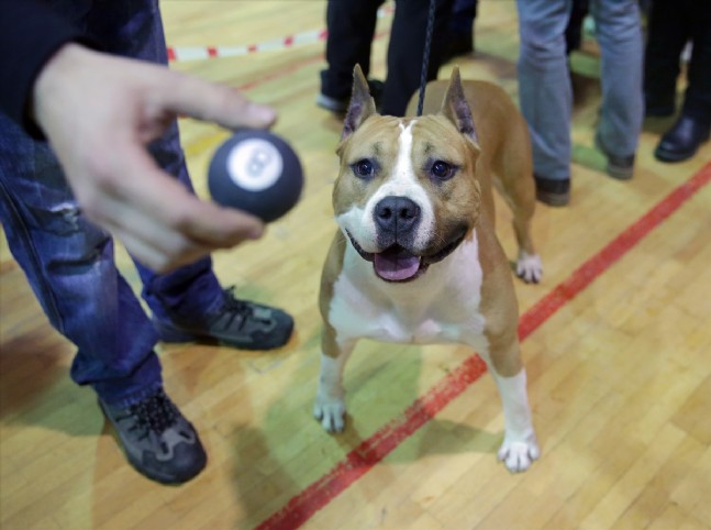 İzmir'de Köpekler Yarıştı