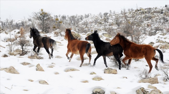Murat Dağı'nın Yılkı Atları İlk Kez Görüntülendi