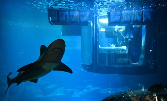 Köpek Balıklarıyla Dolu Akvaryumda Özel Bir Gece